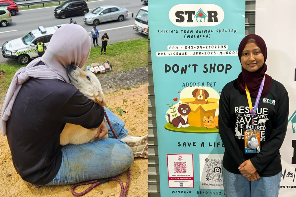 Diuji Kemalangan, STAR Animal Shelter Terus Perjuang Nasib Haiwan Terbiar image
